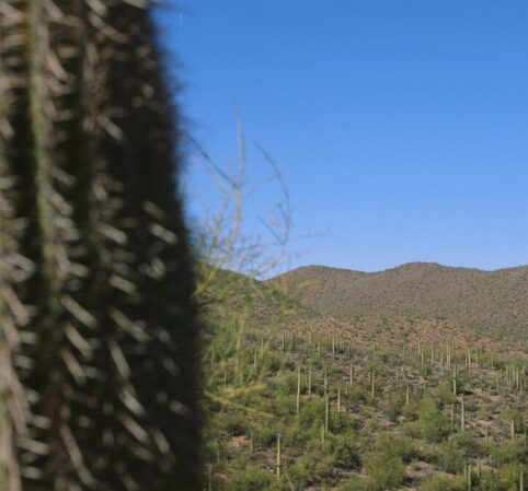 Picture of an out of focus saguaro cactus against a desert landscape.